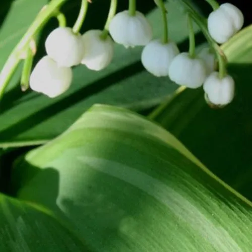Bakker Hofheim muguet blanc parfumé pot 9cm ombre
