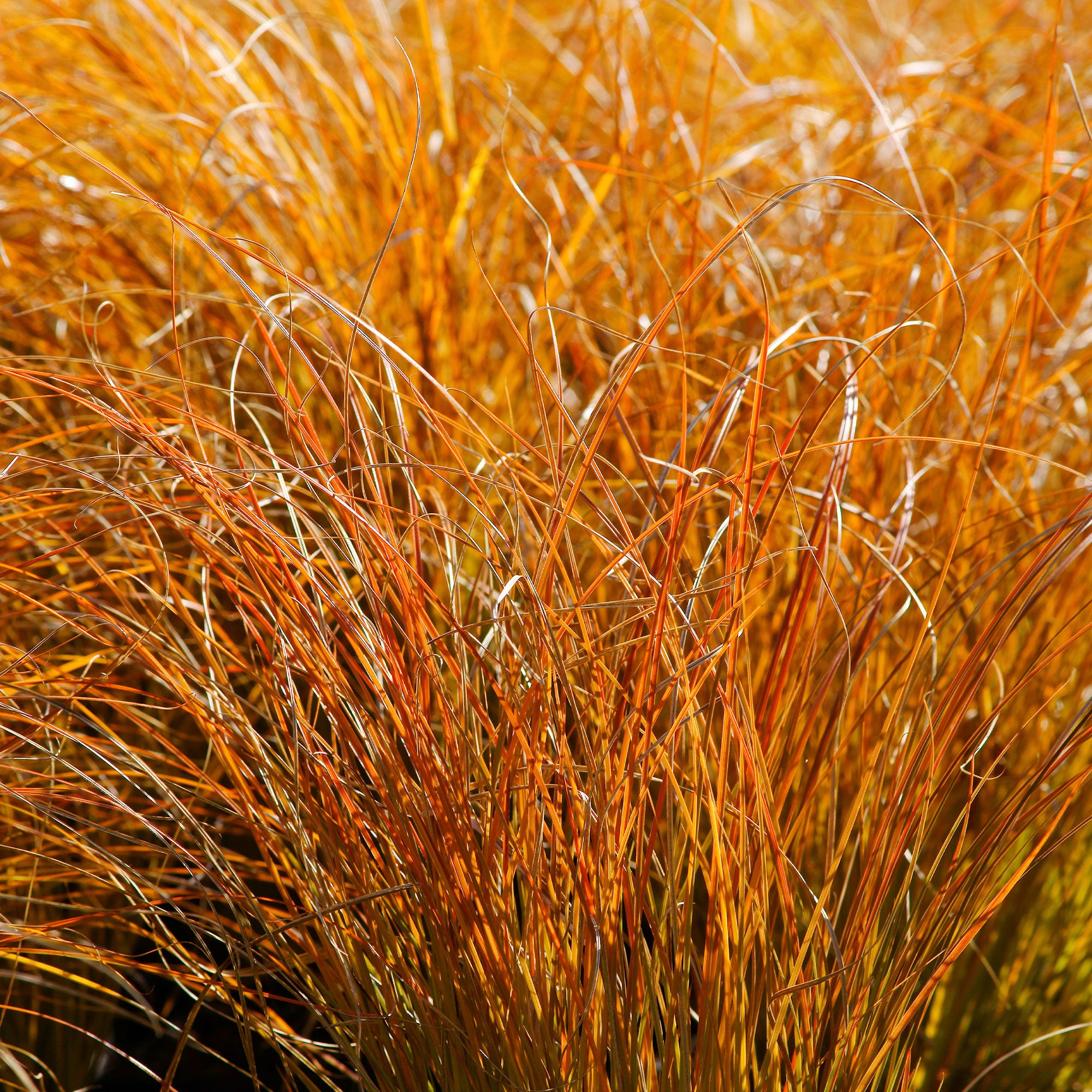 Bakker Prairie Fire laîche orange graminée pot 9cm