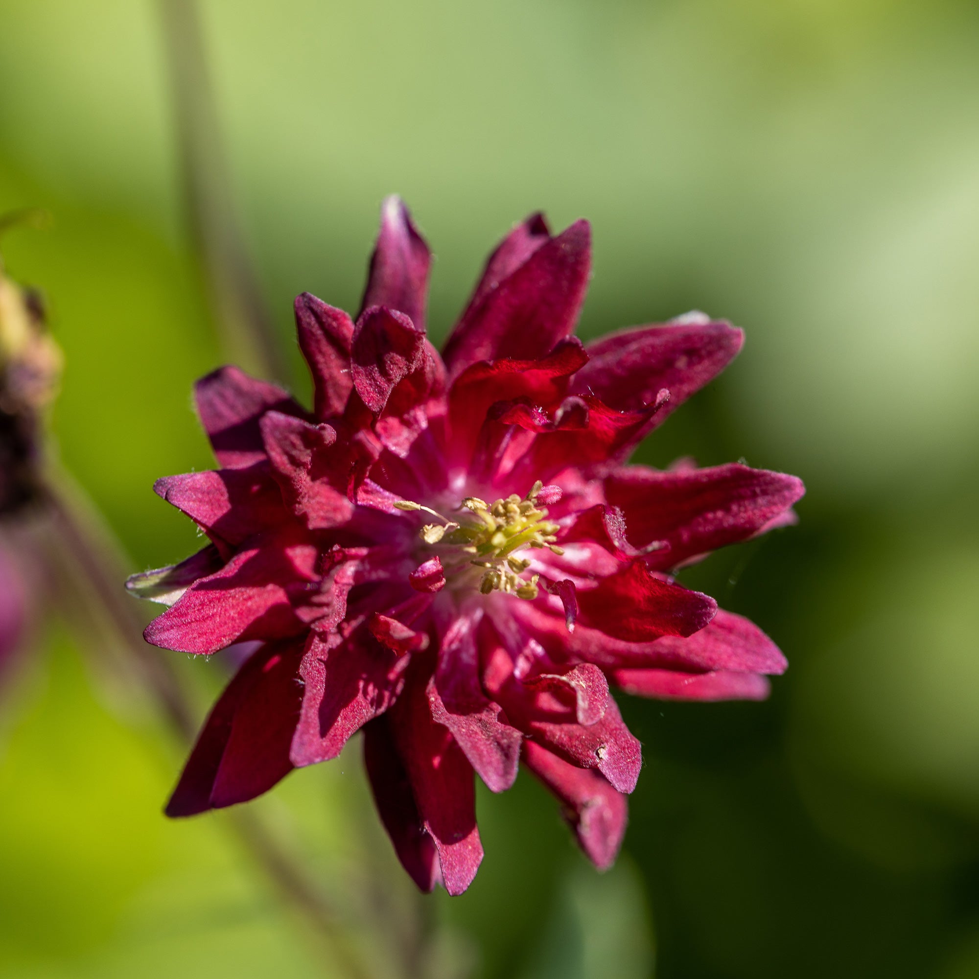 Bakker Ancolie Ruby Port vivace bordeaux pot 8cm