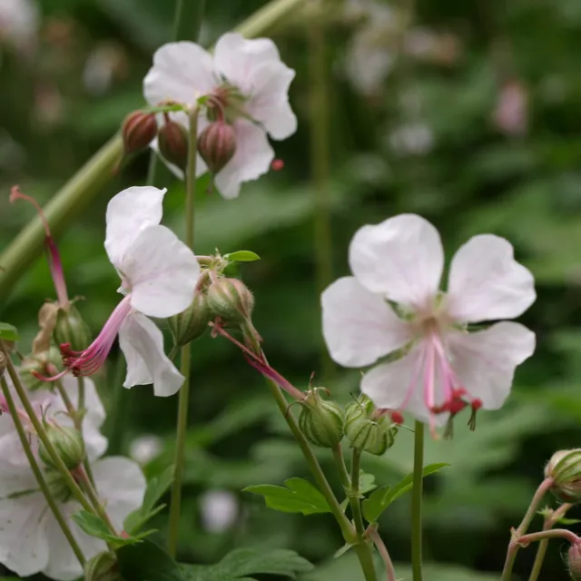 Passion Vivaces GERANIUM cantabrigiense Biokovo vivace godet blanc