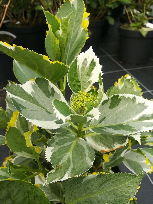 Les Hortensias du Haut Bois Tricolor hortensia godet