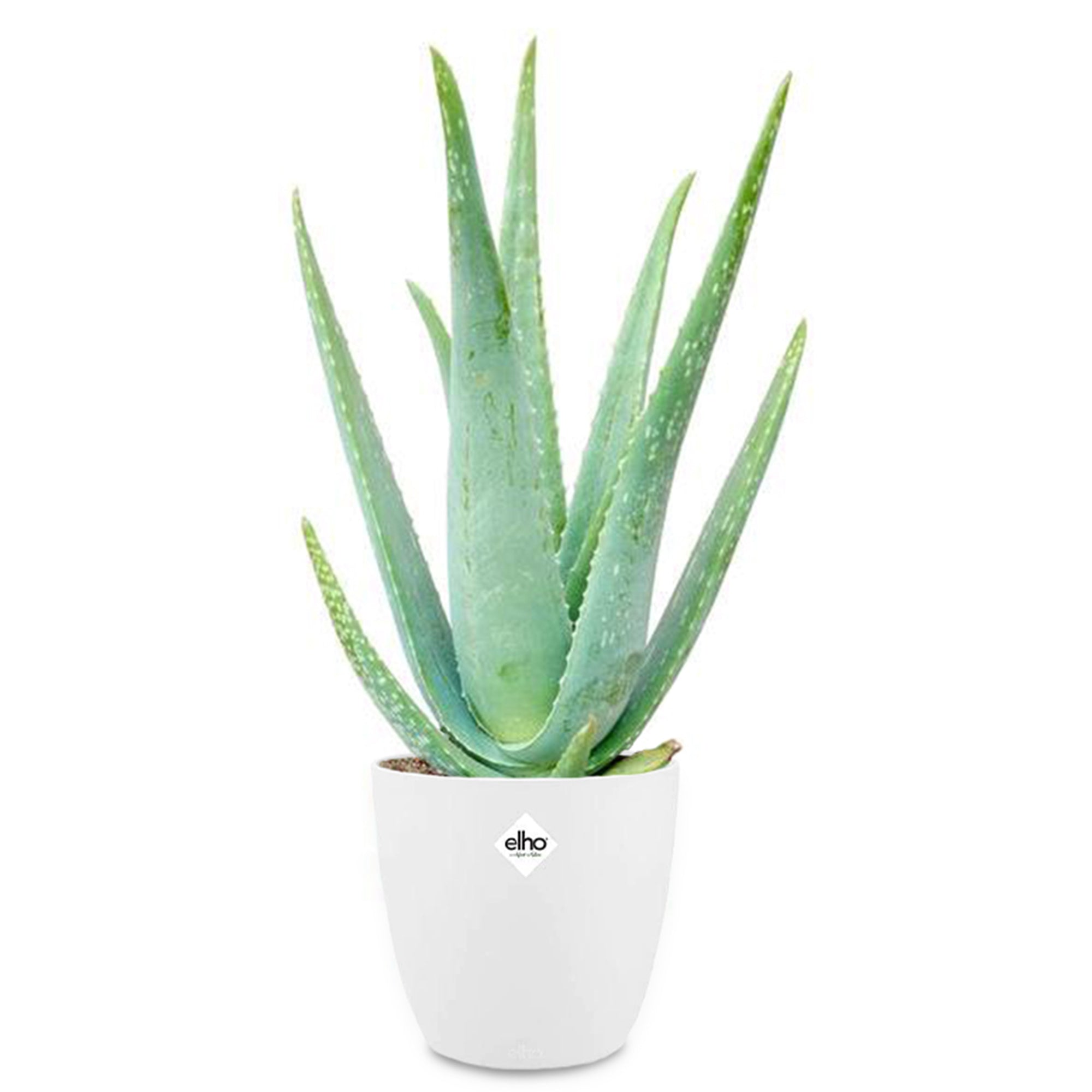 Bakker Aloe vera plante verte 2 pots 14cm blanc 40cm