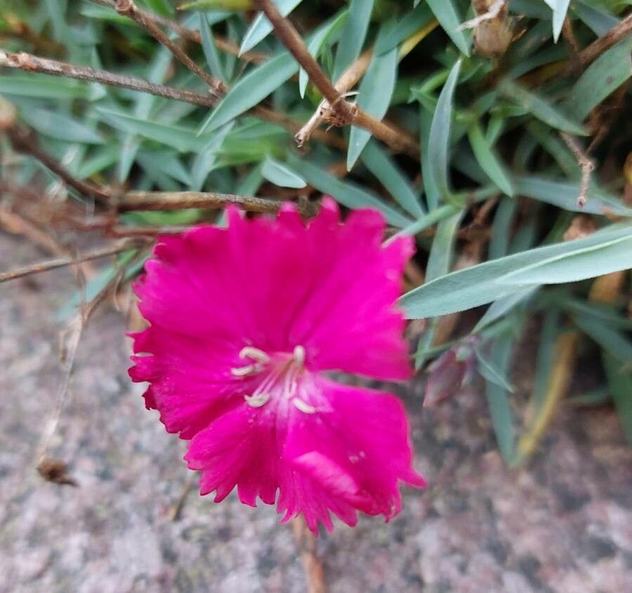 Passion Vivaces Dianthus gratianopolitanus Badenia œillet rouge 1L