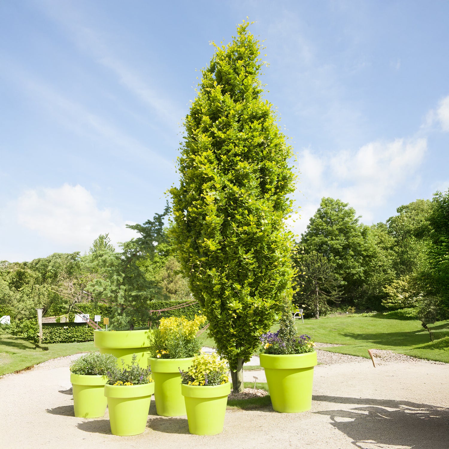 Bakker Hêtre Dawyck Gold fastigié pot 2L 60-80cm doré