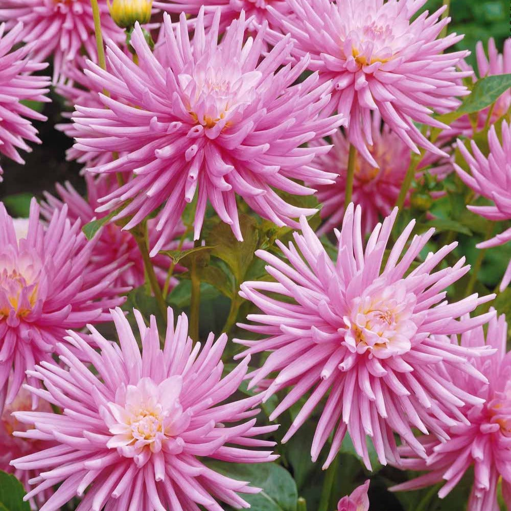 Bakker Plantes d'intérieur Dahlia Park Princess bulbe dahlia 3 bulbes rose