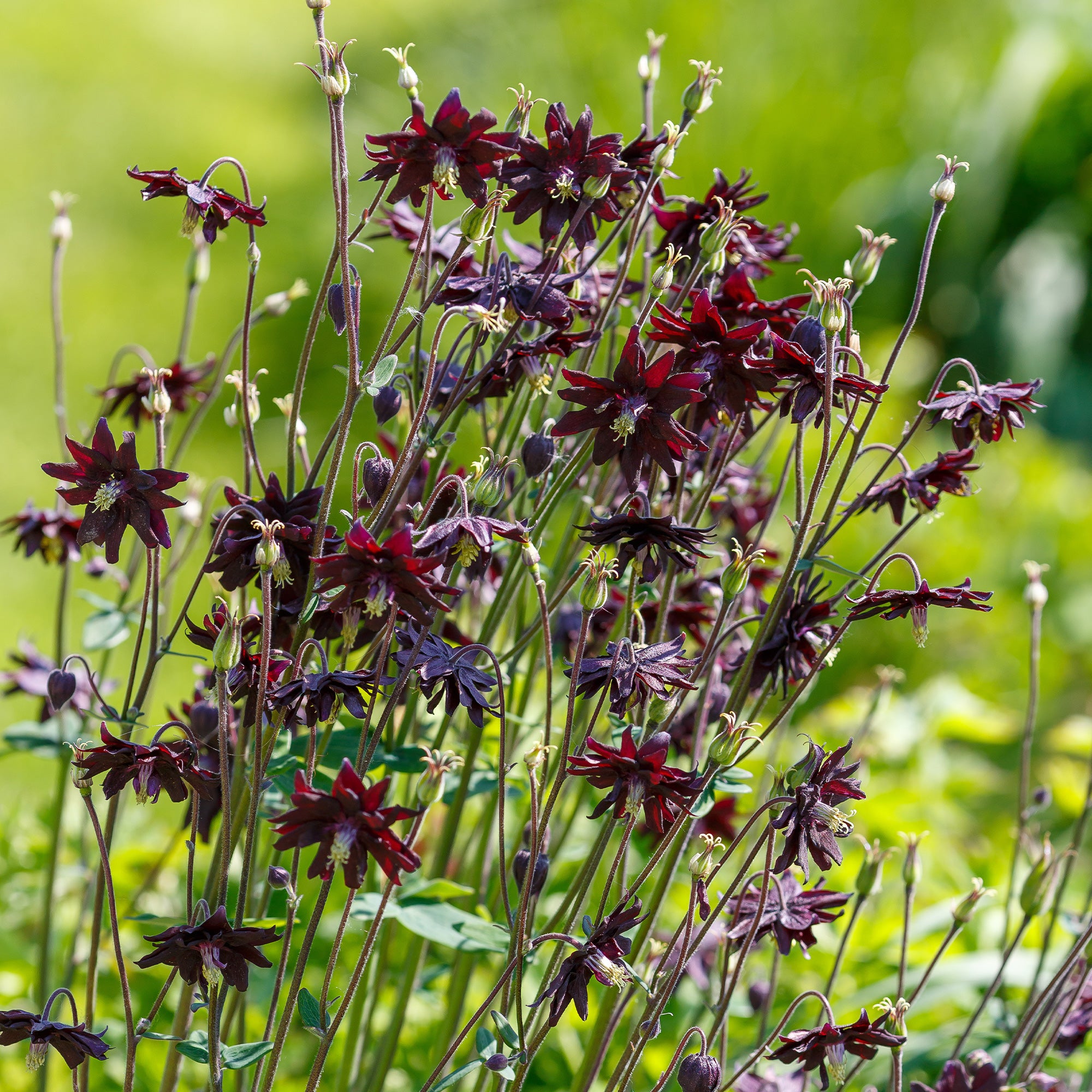 Bakker Ancolie Black Barlow plante vivace pot 9cm violet