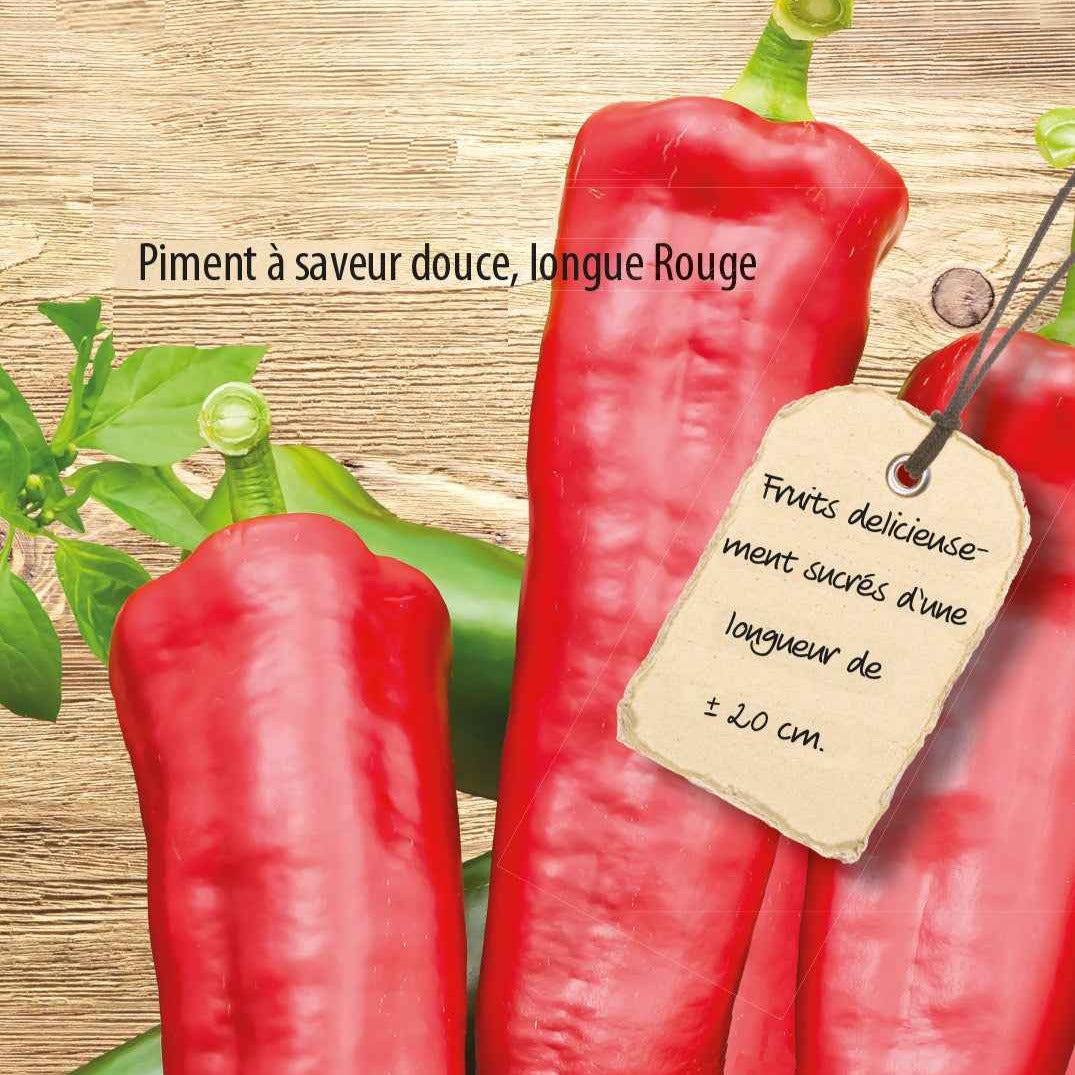 Bakker Medrano F1 poivron sachet 10 graines chair épaisse