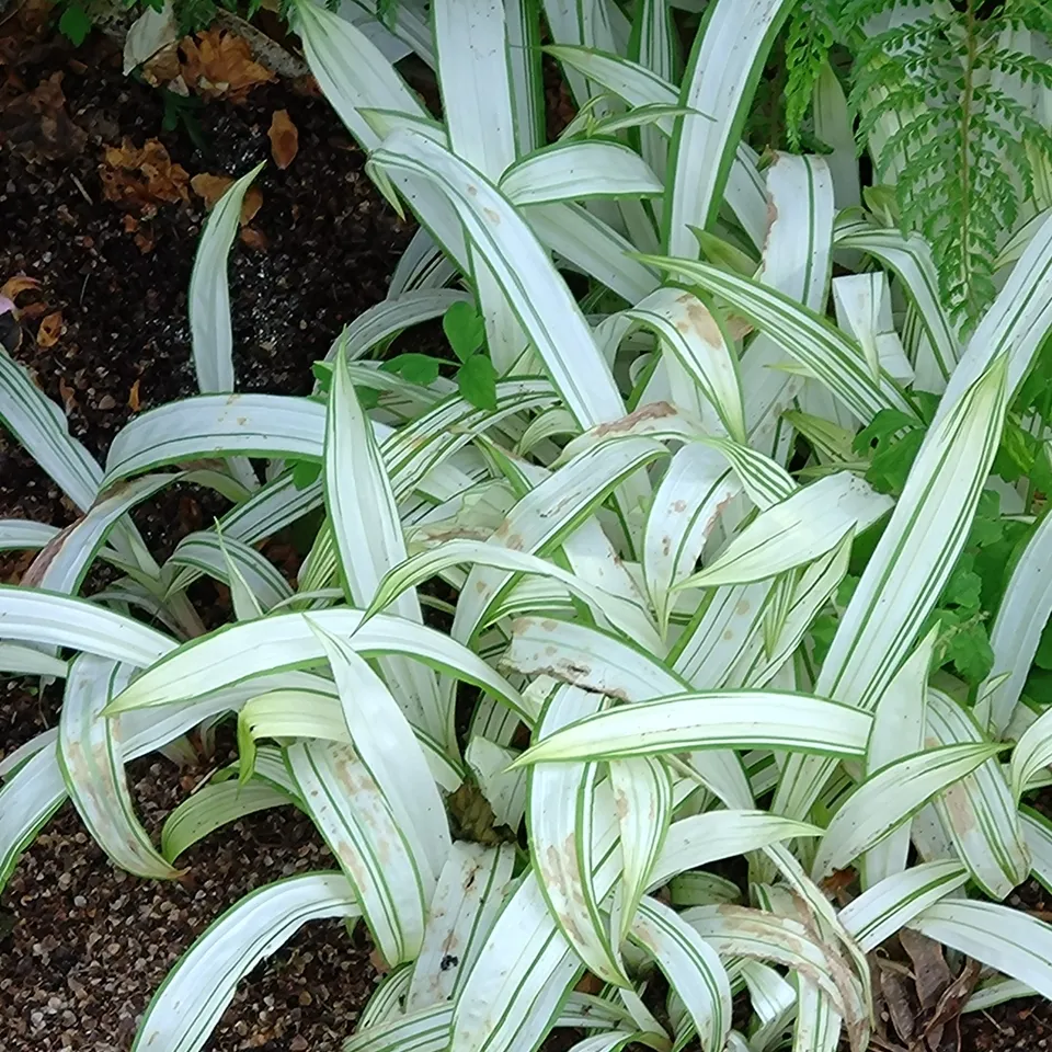 Passion Vivaces Carex siderosticha Shiro laîche godet panachée ombre