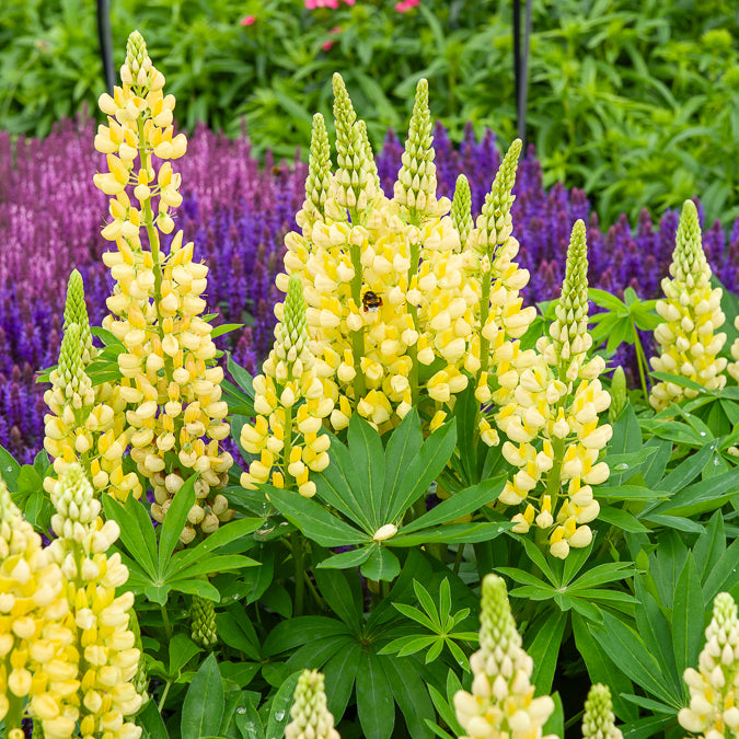 Bakker Lupin Gallery Yellow vivace pot 9cm jaune nain