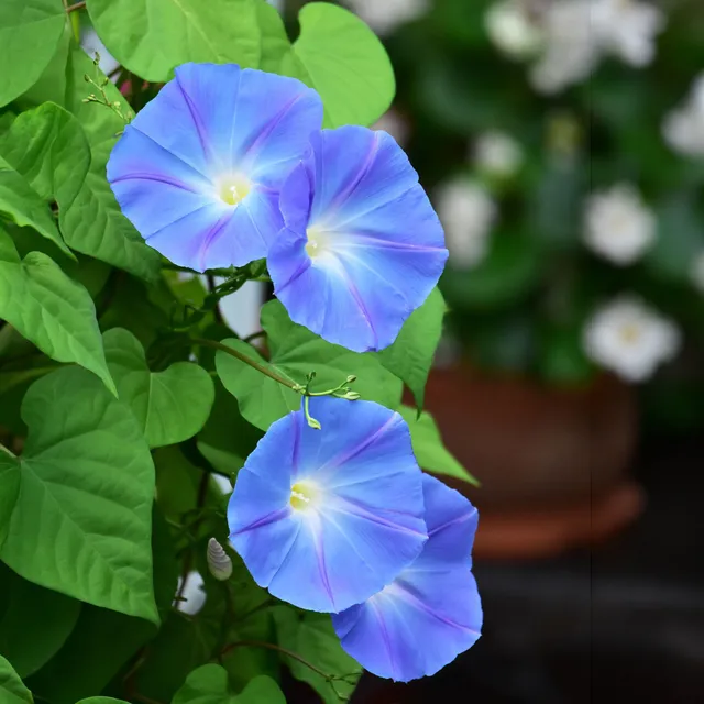 Bakker Ipomée Heavenly Blue grimpante graines 2,5g bleu ciel