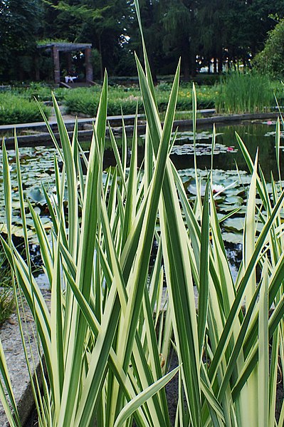 Passion Vivaces Acorus calamus Variegatus plante vivace panachée