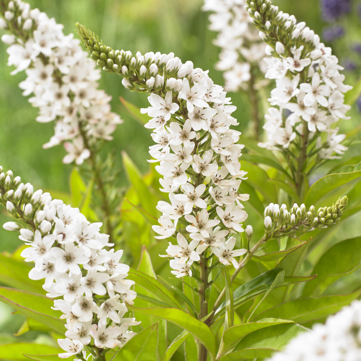 Bakker Lysimaque de Chine vivace pot Ø9cm fleurs blanches
