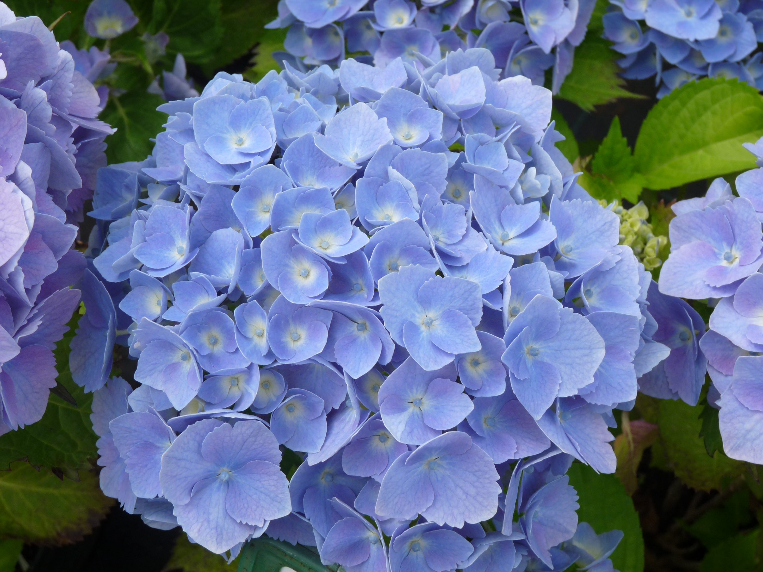 Les Hortensias du Haut Bois Hambourg hortensia macrophylla rose