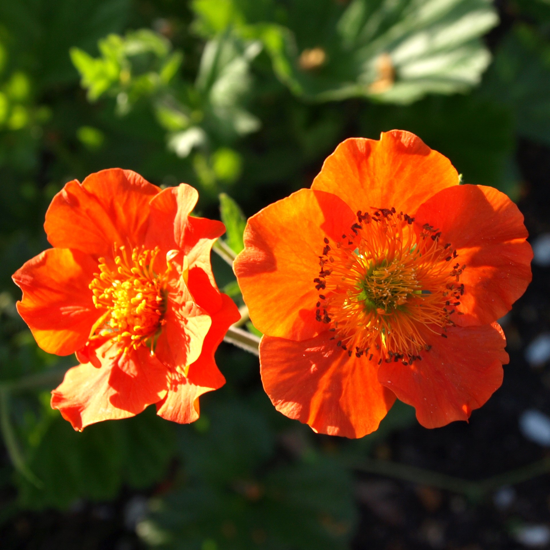 Passion Vivaces GEUM coccineum Borisii benoîte pot 1L rouge orangé