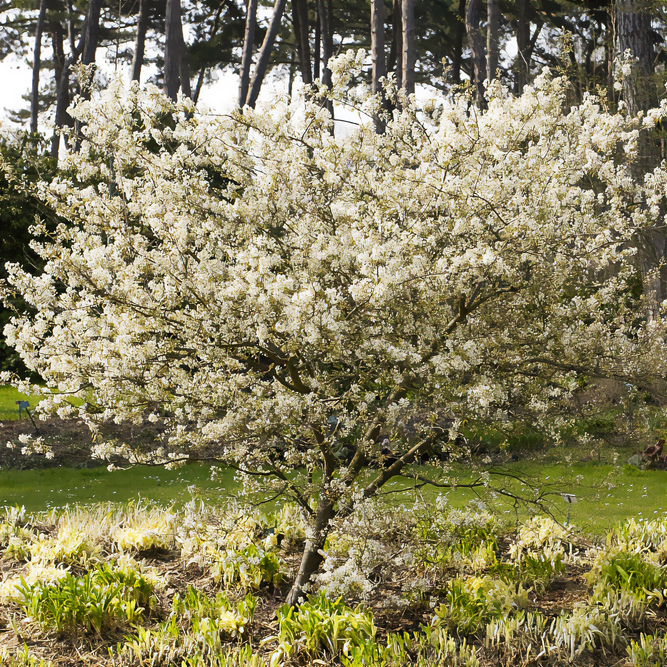 Bakker Amélanchier lisse arbuste pot 2L 100-125cm baies
