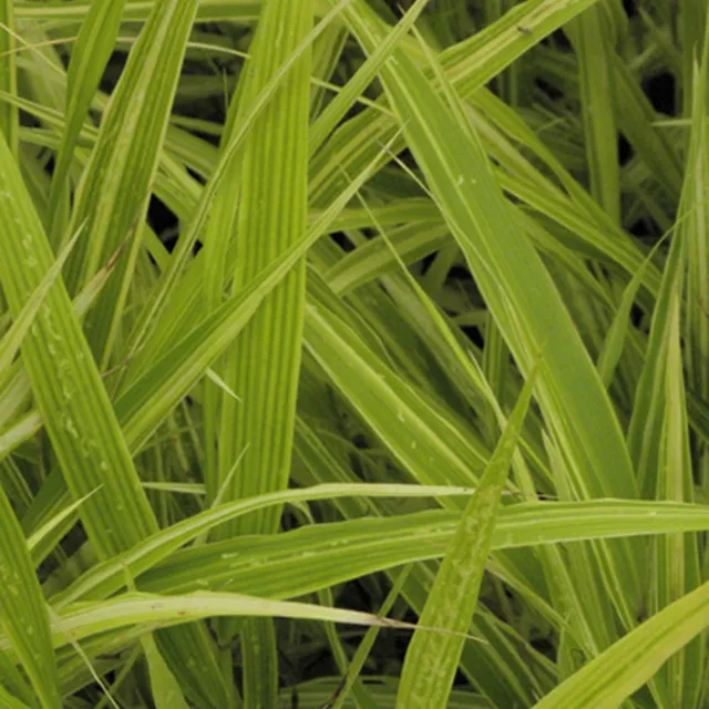 Bakker Albovariegata herbe du Japon graminée pot 8cm