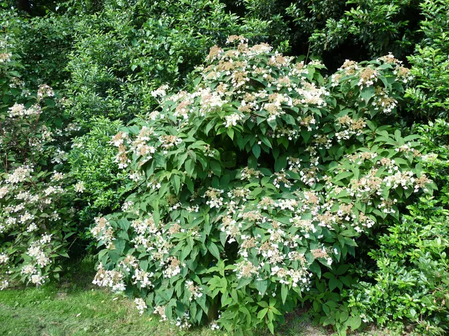 Xanthoneura Hydrangea heteromalla hortensia godet