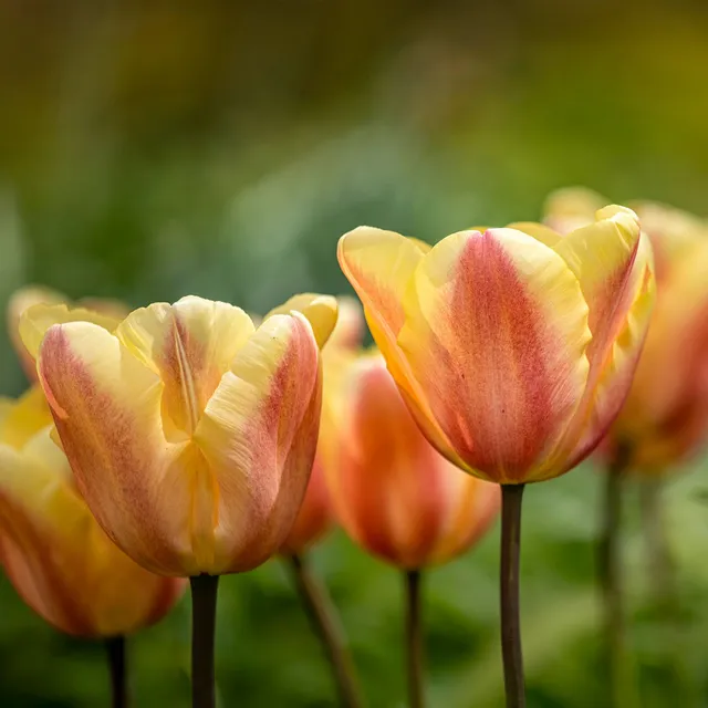Bakker Tulipes Triomphe Apricot Foxx bulbes sachet 10 parfumée