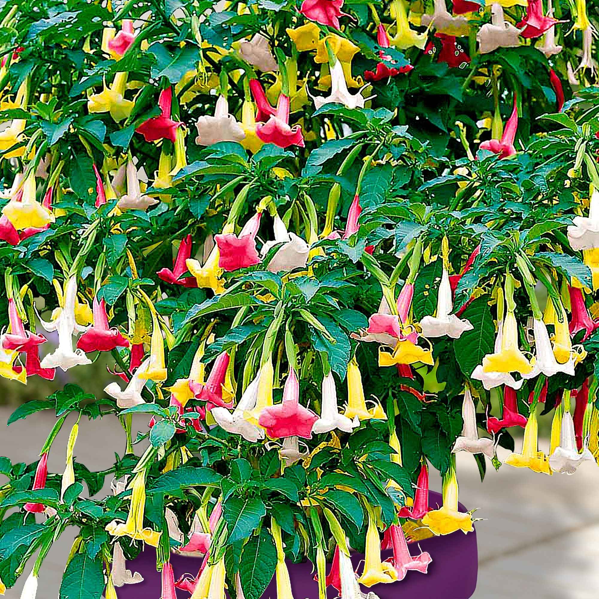 Bakker Brugmansia Tricolor trompette des anges pot 12cm