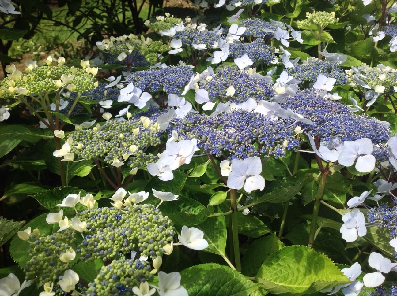 Les Hortensias du Haut Bois Mariesii Grandiflora hortensia plates