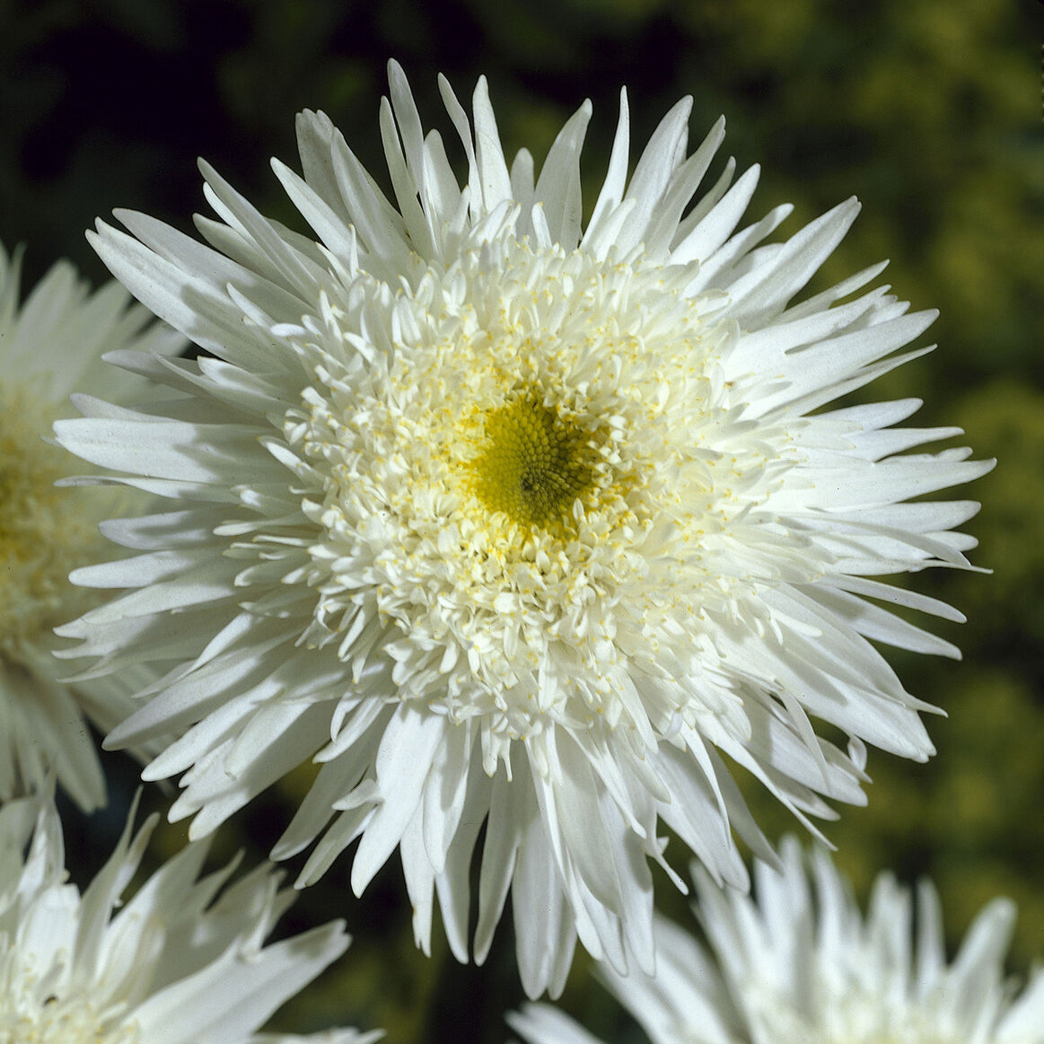 Bakker Marguerite Wirral Supreme vivace pot Ø9cm blanche double été