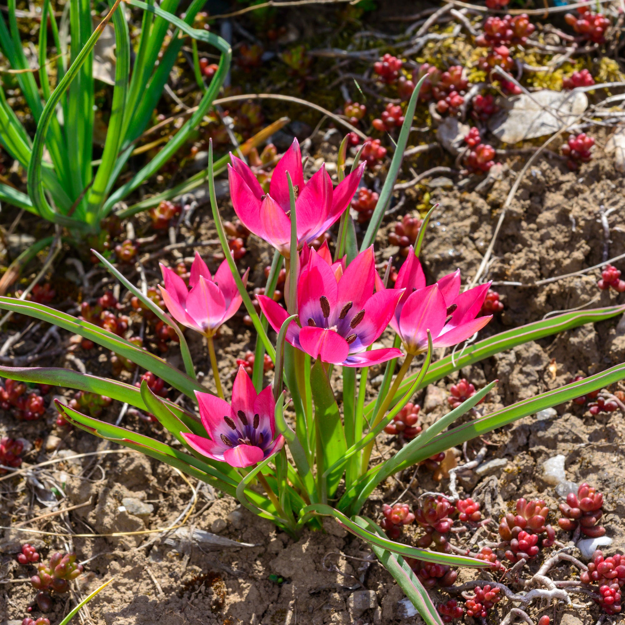 Bakker Little Beauty tulipes botaniques 10 bulbes rose violet