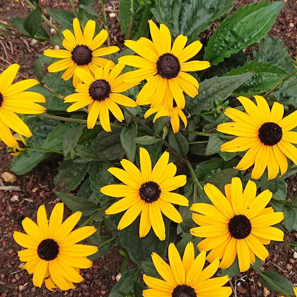 Passion Vivaces Rudbeckia Early Bird Gold plante vivace godet jaune or