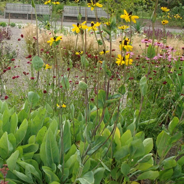 Bakker Rudbeckia géante vivace pot 8cm jaune 120cm
