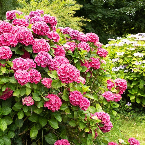 Bakker Hortensia rose arbuste pot 1,3L 15-20cm fleur rose