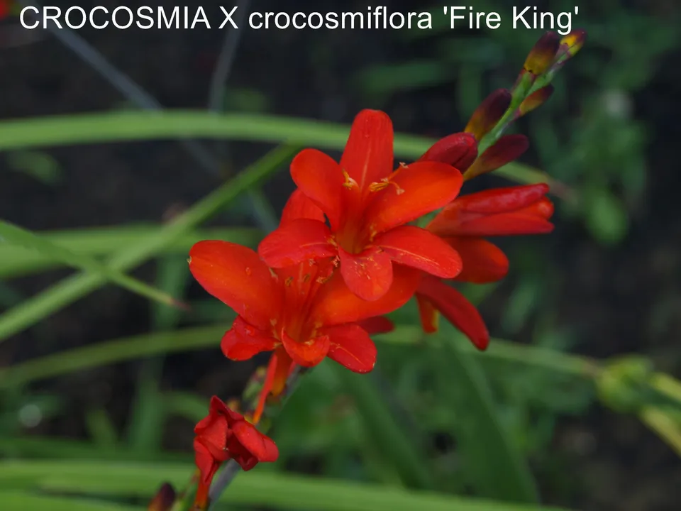 Passion Vivaces Crocosmia Fire King plante à bulbe godet rouge orangé