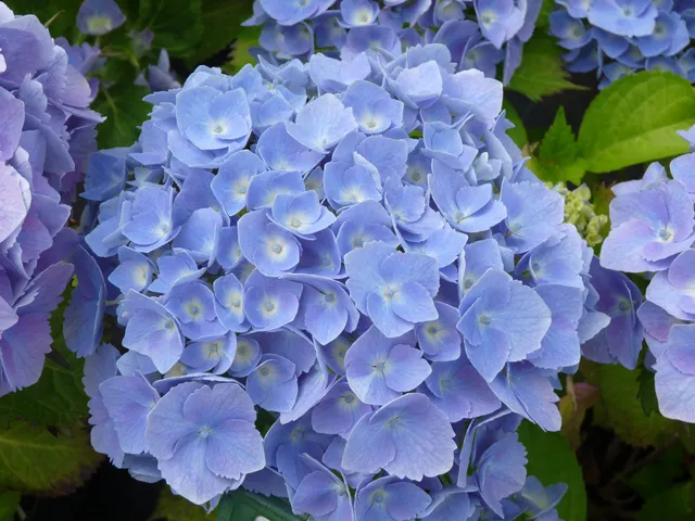 Les Hortensias du Haut Bois Hambourg hortensia macrophylla rose