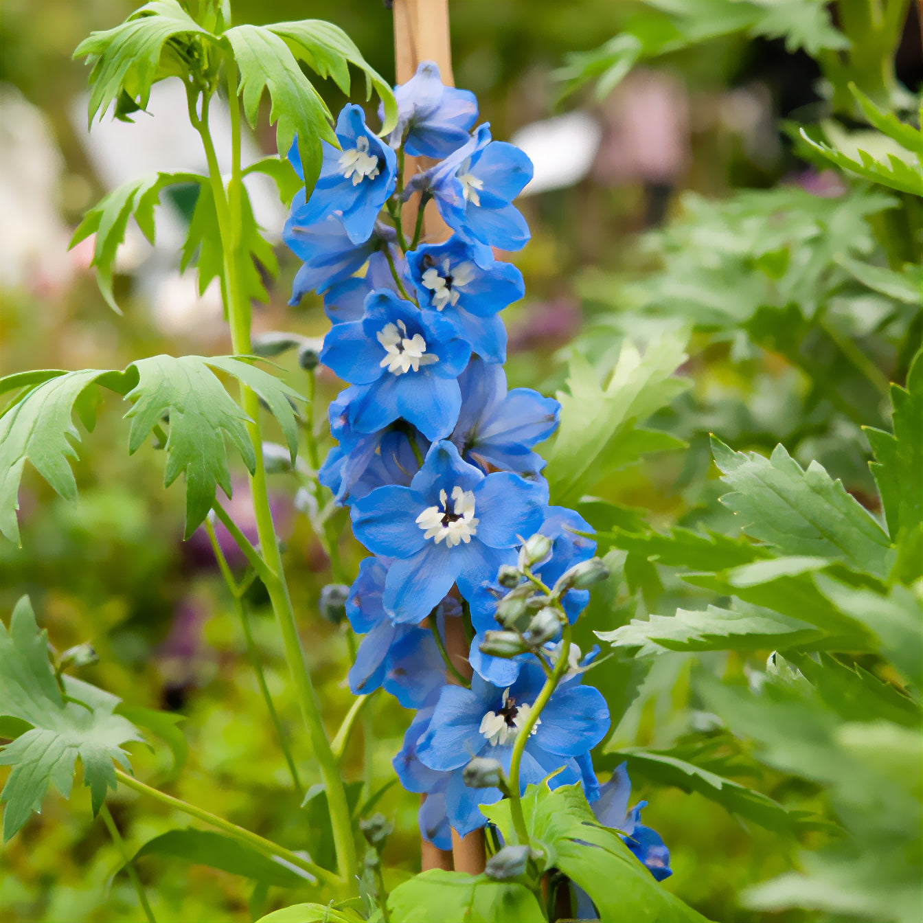 Bakker Vivaces Delphinium Summer Skies fleur bleue pot 9cm