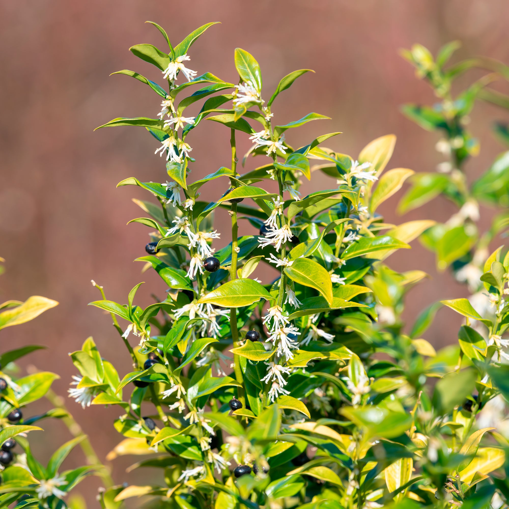 Bakker Sarcocoque Sarcococca arbuste d'ombre parfumé 4,5 L