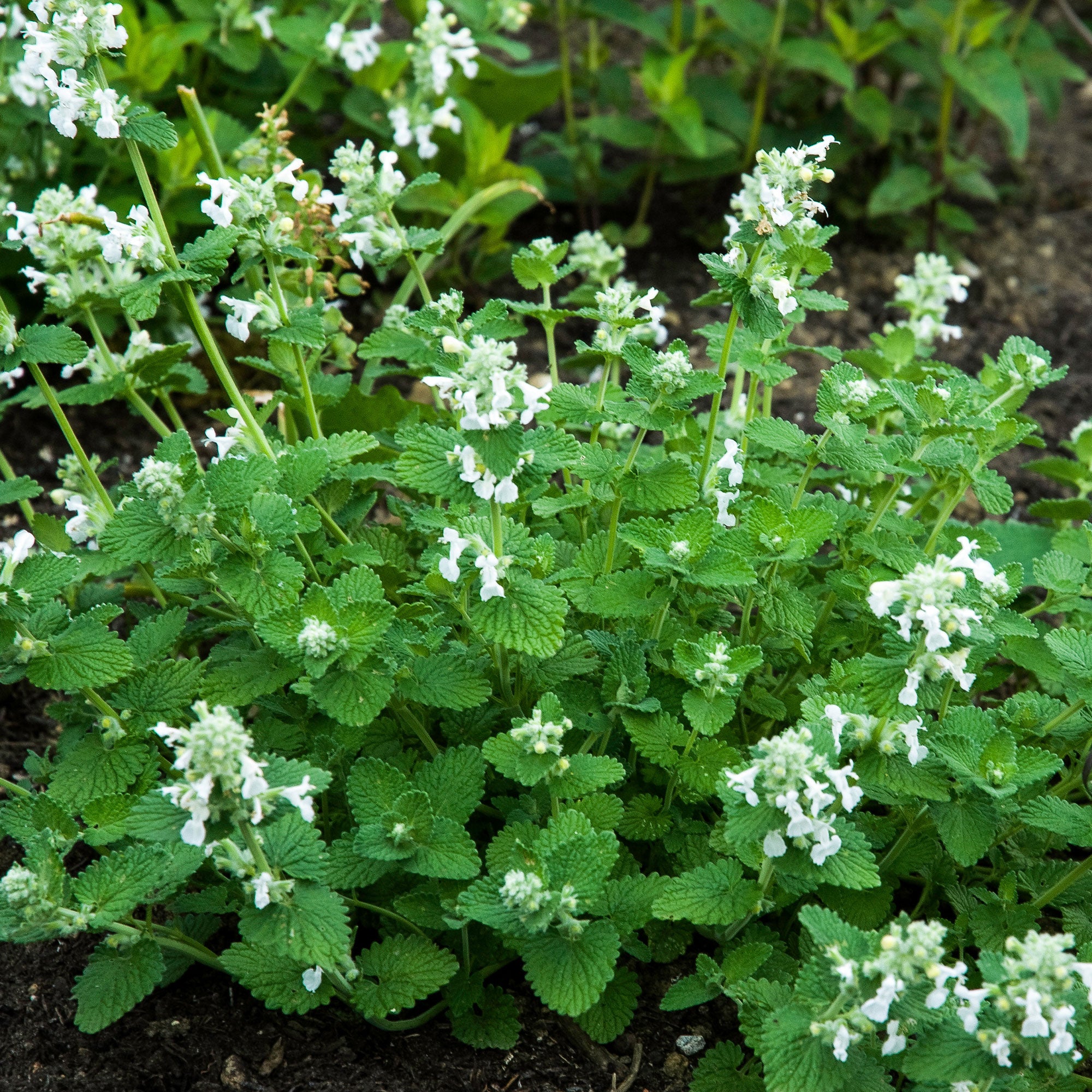 Bakker Snowflake népéta plante vivace pot 9cm fleurs blanches