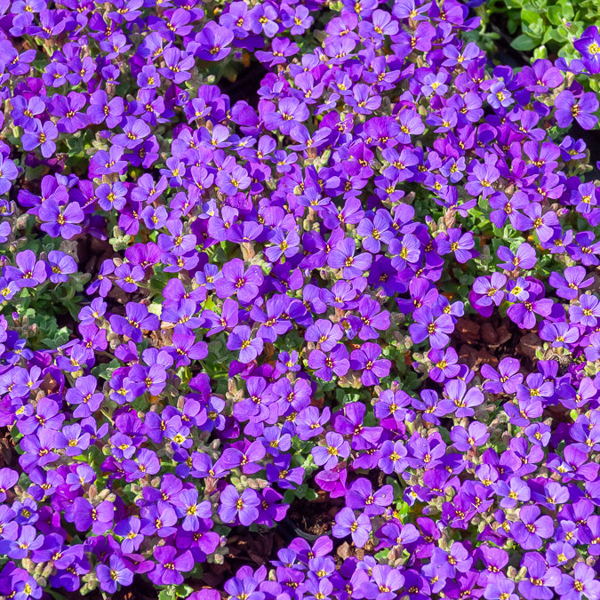 Bakker Aubriète Hamburger Stadtpark pot 9cm violette