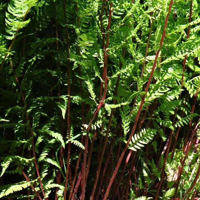 Bakker Lady in Red fougère vivace pot 8cm ombre
