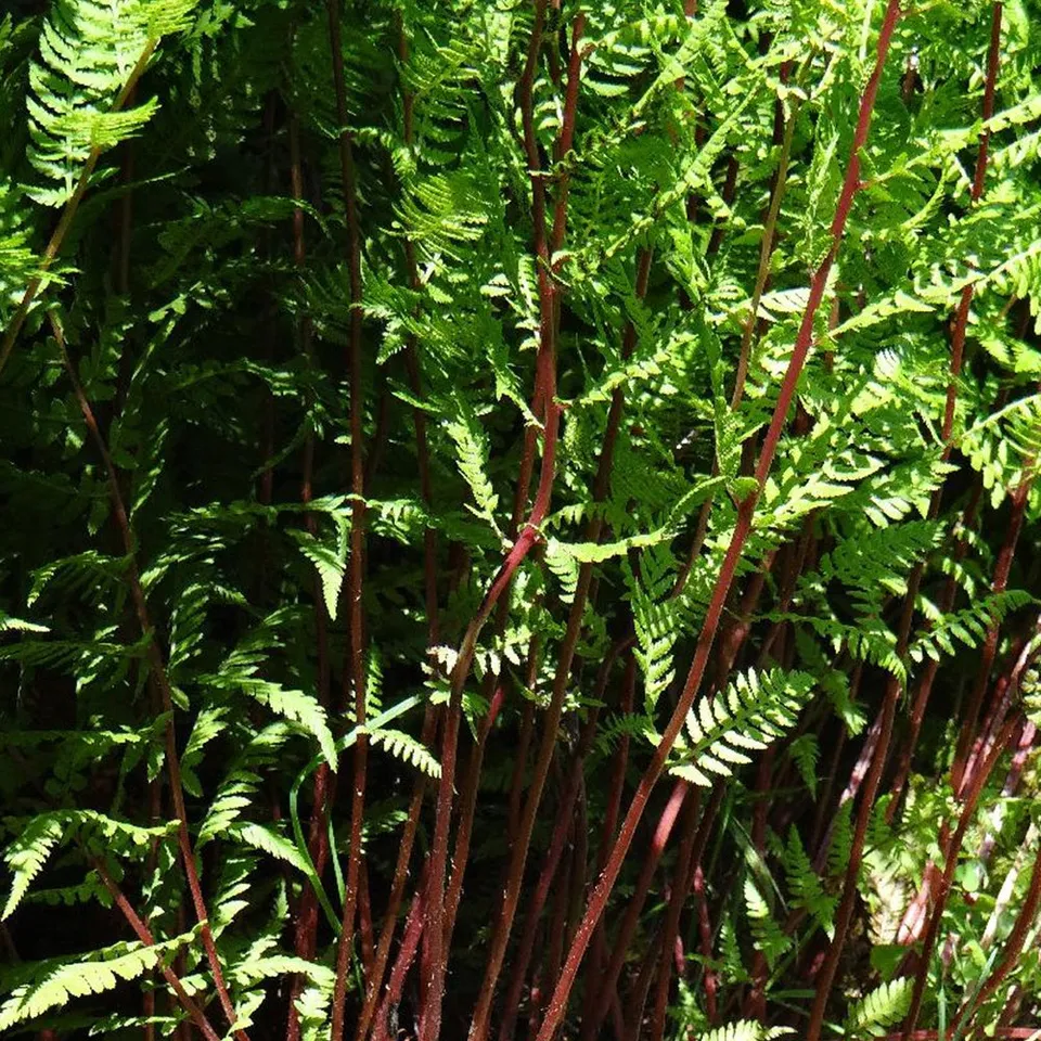 Bakker Lady in Red fougère vivace pot 8cm ombre