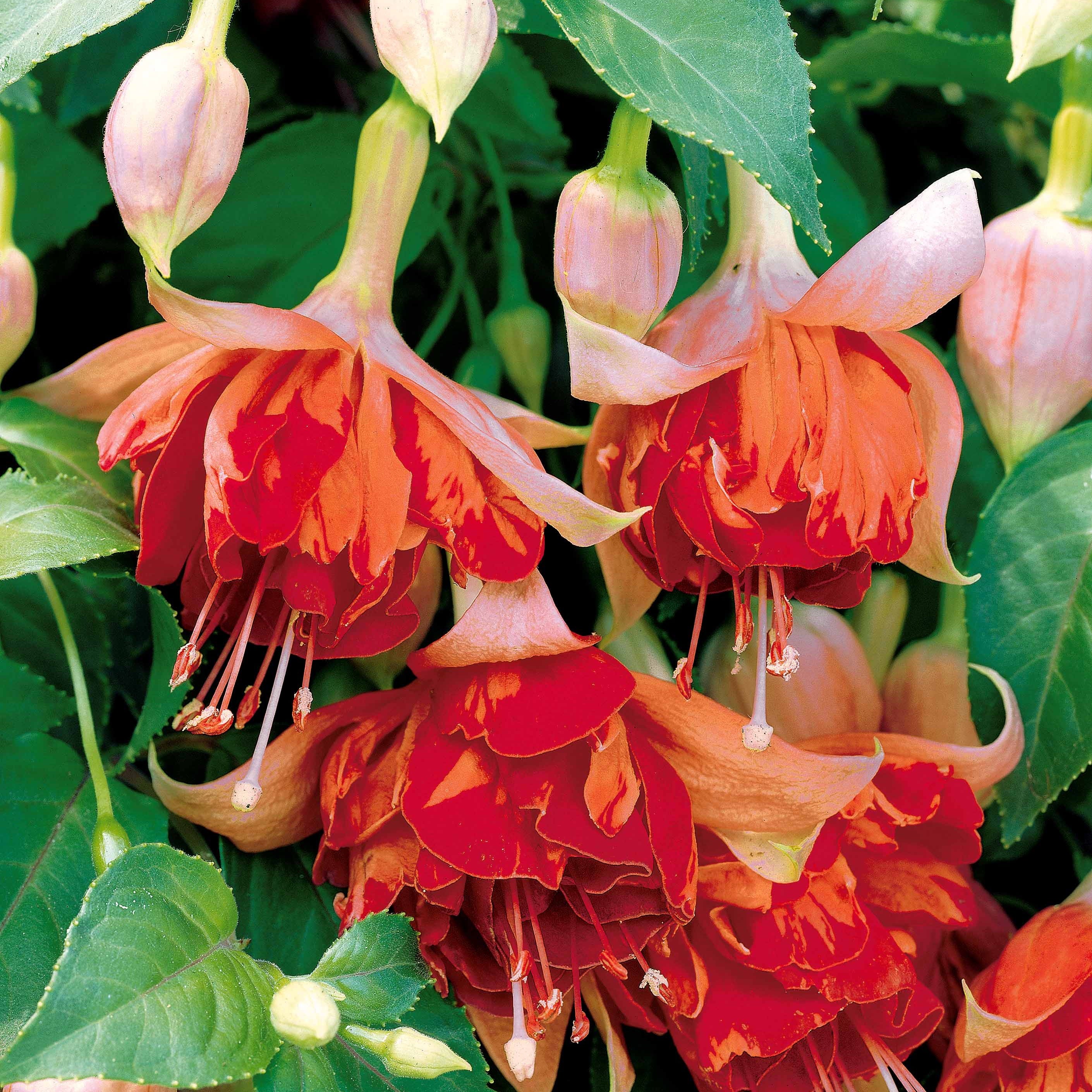 Bakker Bicentennial fuchsia retombant 3 pots Ø9cm