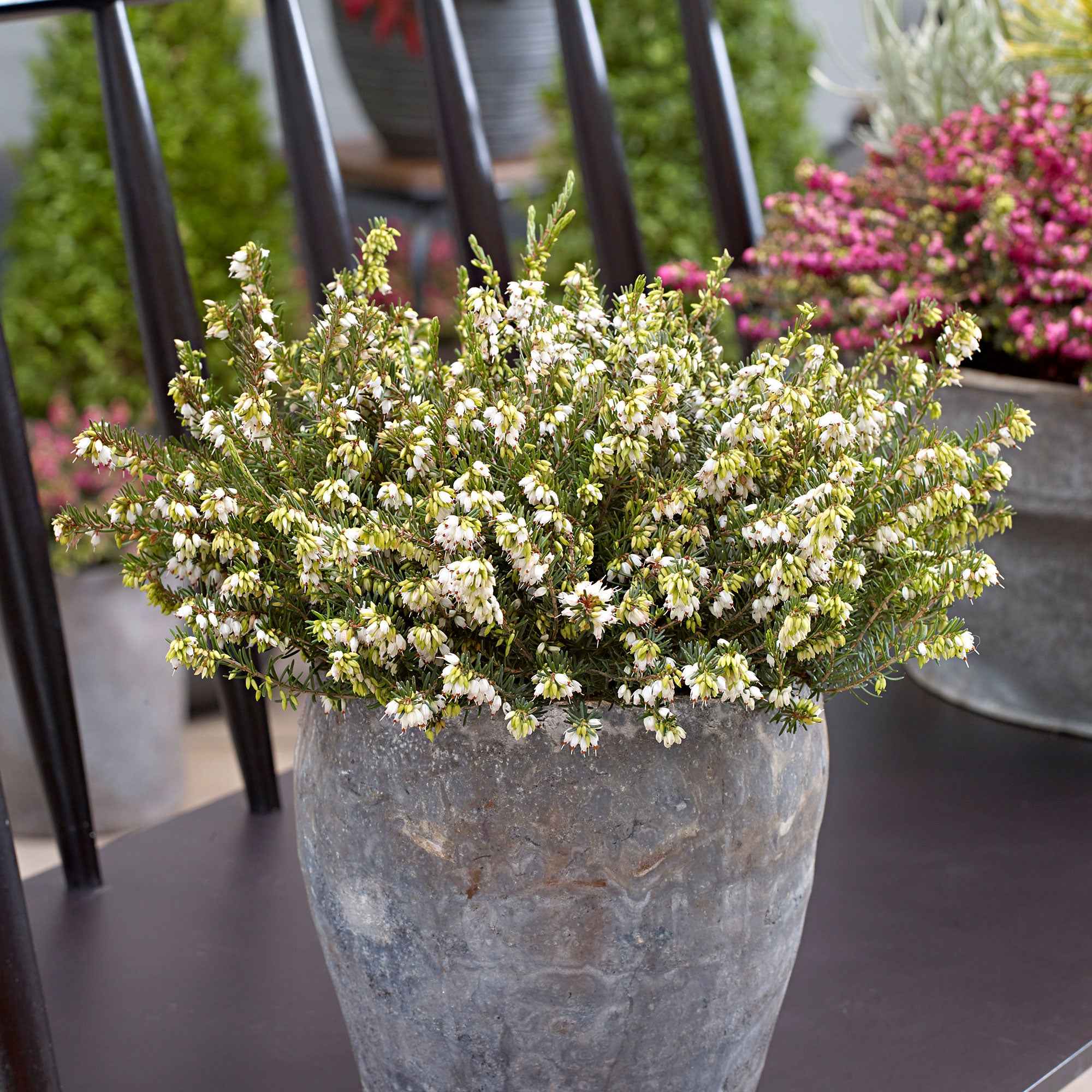 Bakker Bruyère White Perfection arbuste pot 8cm blanc