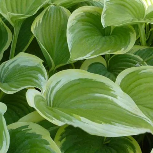 Bakker Victory hosta vert pot Ø 9 cm pour ombre
