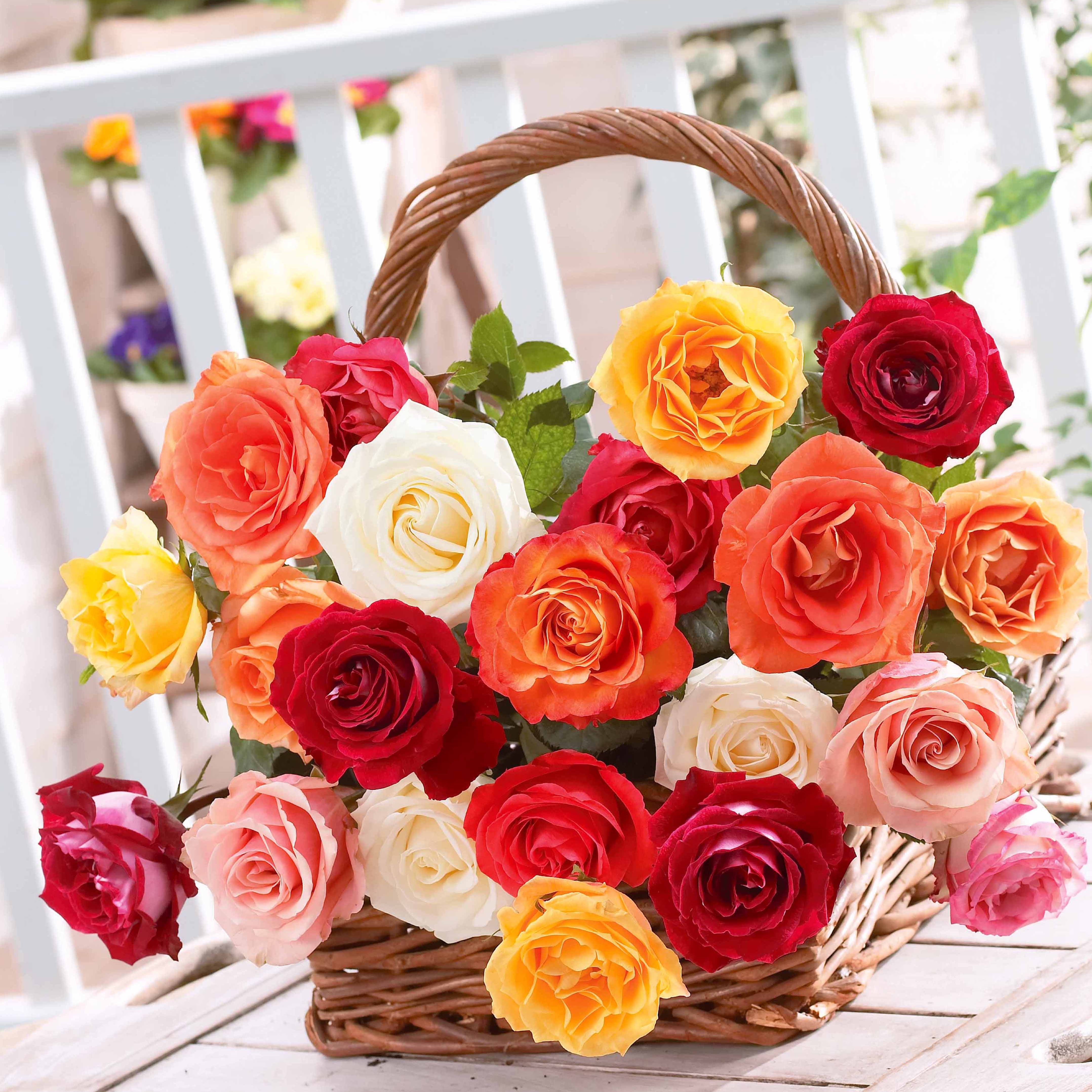 Bakker Rosiers 10 buissons mélange racines nues couleurs