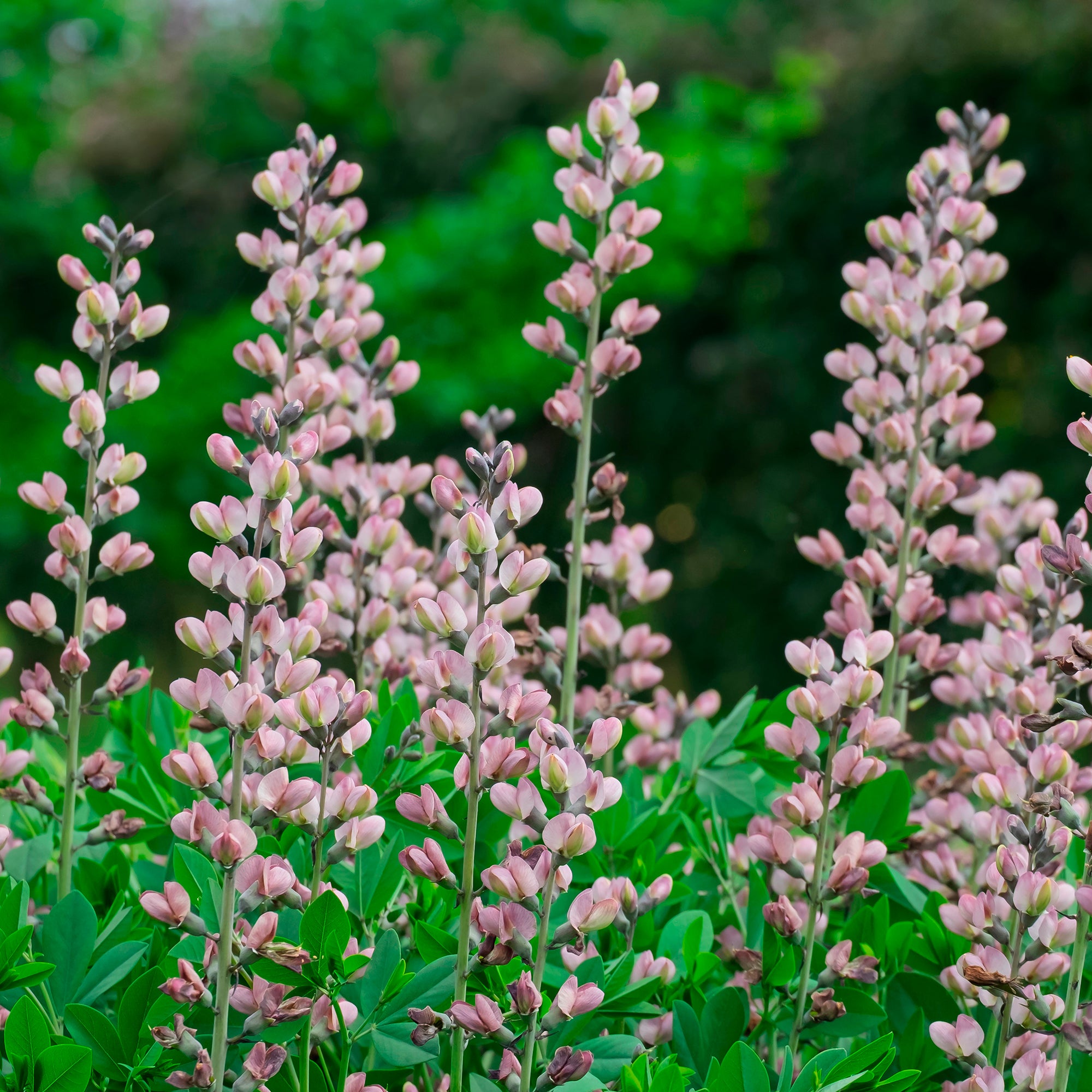 Bakker Baptisia Pink Truffles pot Ø9cm rose