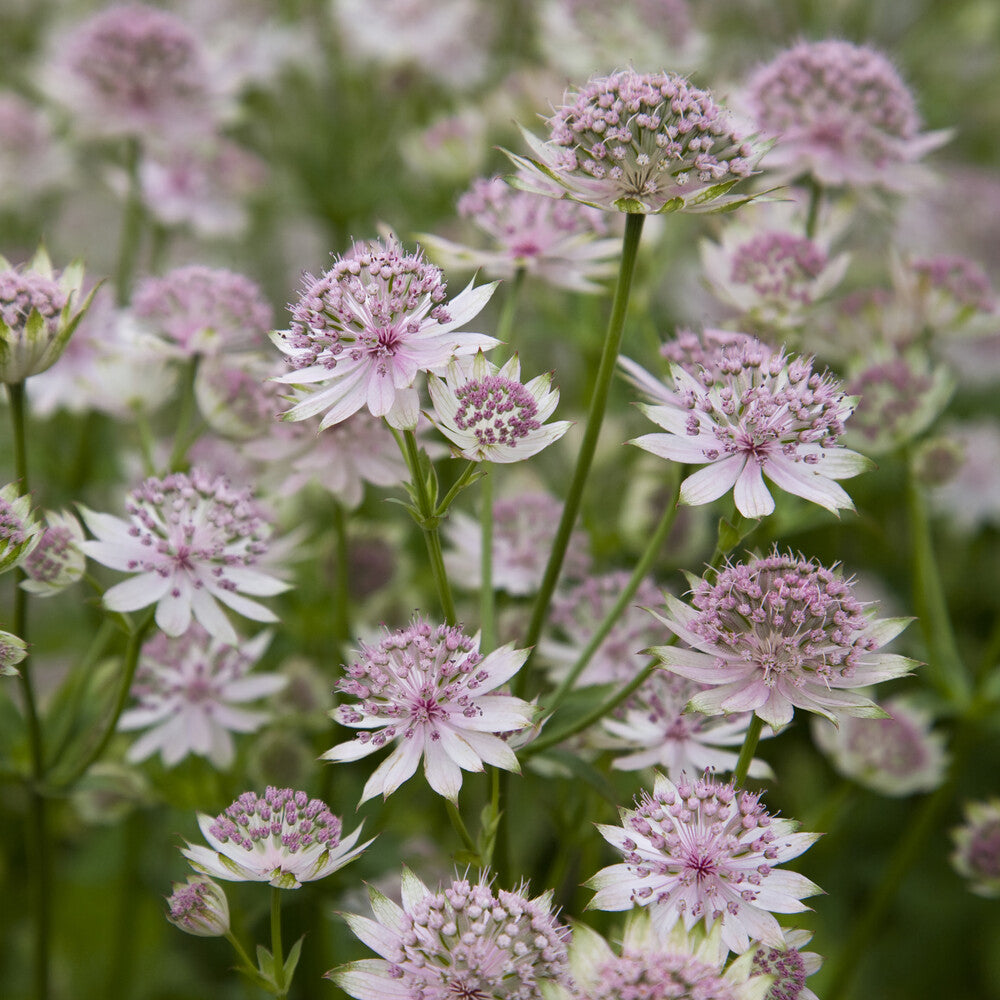 Bakker Astrance Buckland Astrantia plante vivace pot Ø9cm rose