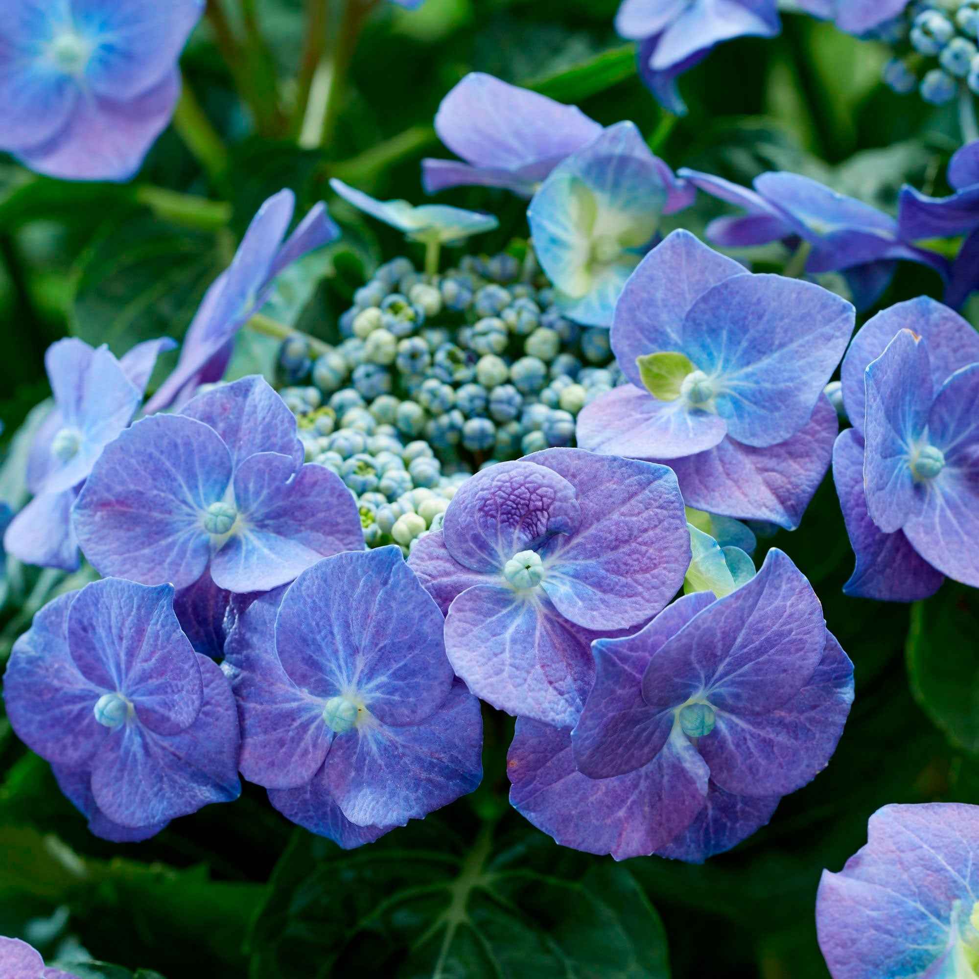 Bakker Hortensia Teller Blue arbuste pot 1,5L 15-20 cm bleu