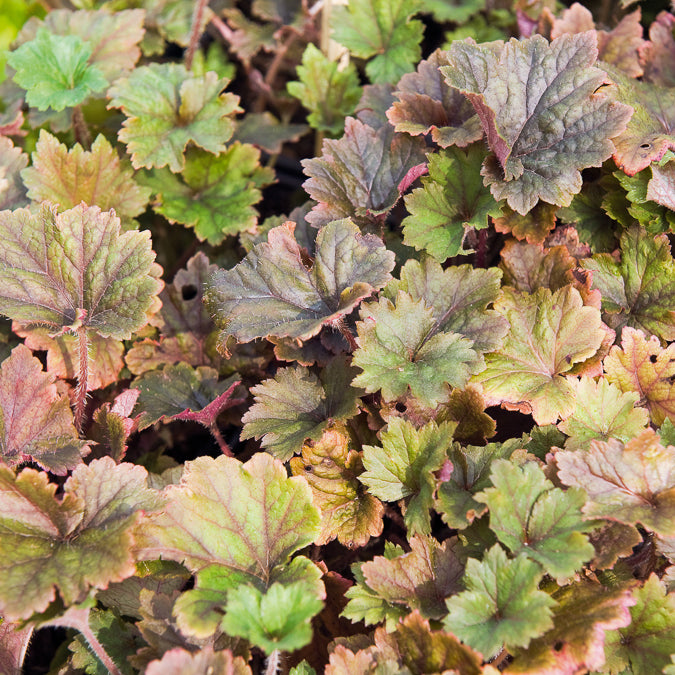 Bakker Tellima Rubra vivace ombre pot 9cm bronze