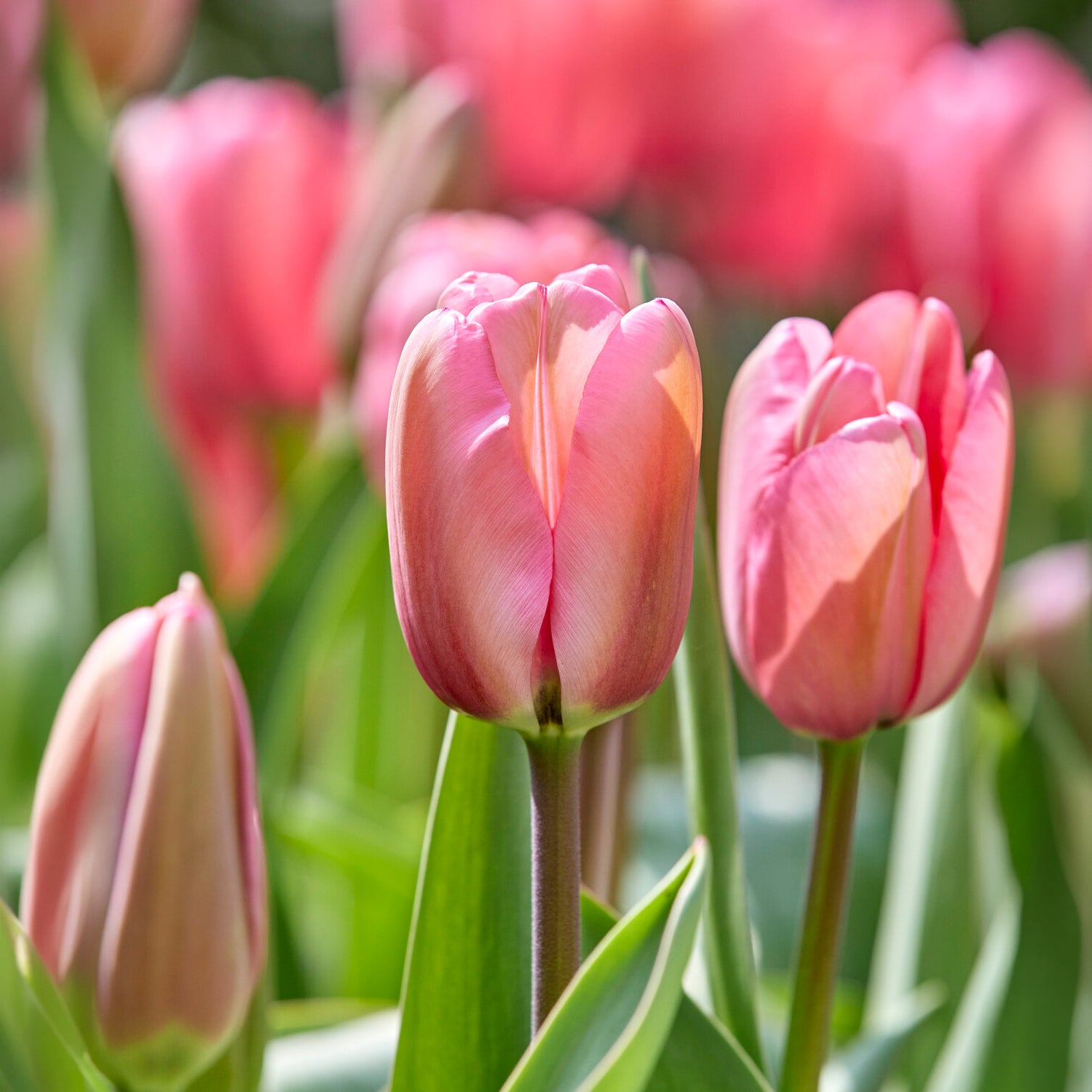 Bakker Bulbes à fleurs Pink Impression tulipe 10 bulbes rose