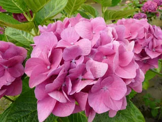 Les Hortensias du Haut Bois Merveille hortensia macrophylla rondes