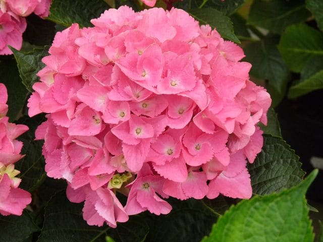 Les Hortensias du Haut Bois Vénédig hortensia macrophylla godet