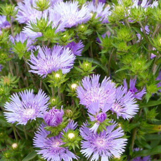 Bakker Plantes vivaces Mels Blue bleuet d'Amérique pot 1L violet