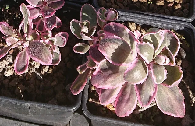Passion Vivaces SEDUM Dream Dazzler sédum pourpre pot 1L